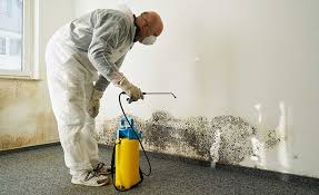 Best Basement Mold Removal in South Hempstead, NY